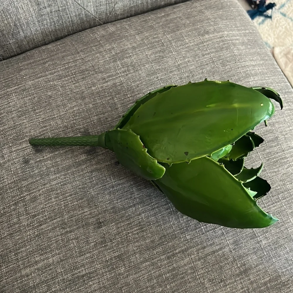 Aloe plant